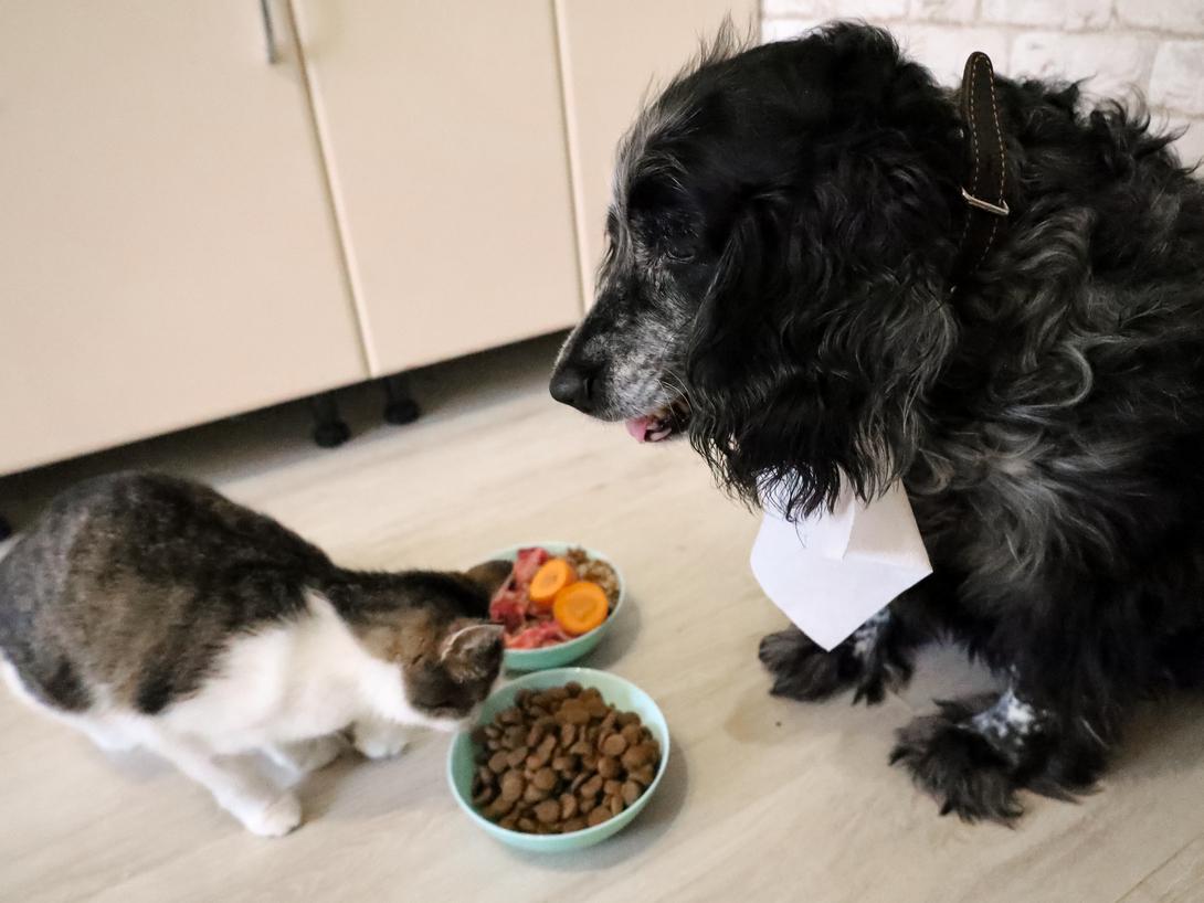 Тузик с Муркой хотят кушать: как выбрать правильный рацион для кошки и собаки