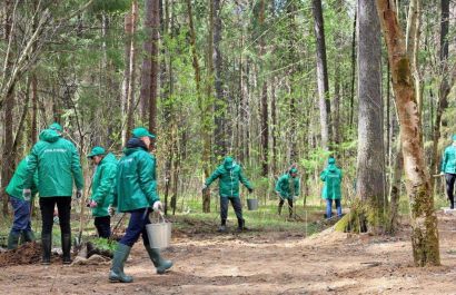 Сотрудники «Уралхима» высадили в Черняевском лесу Перми яблони, груши и кедры  