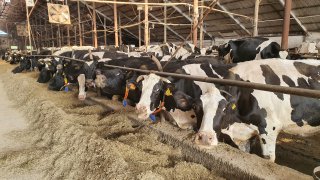 Современные технологии позволяют следить за правильным питанием коров