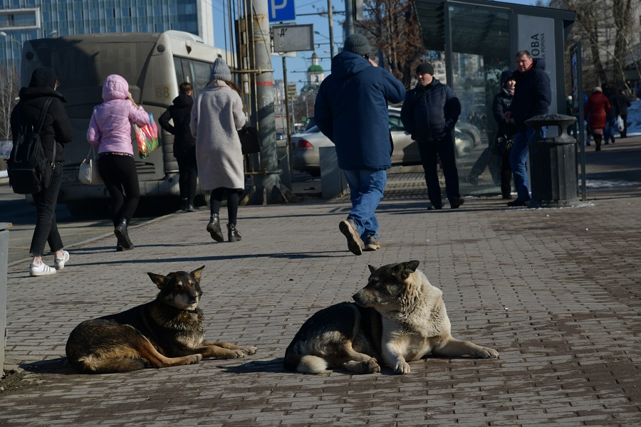 Пермский край сможет устанавливать правила обращения с бродячими собаками