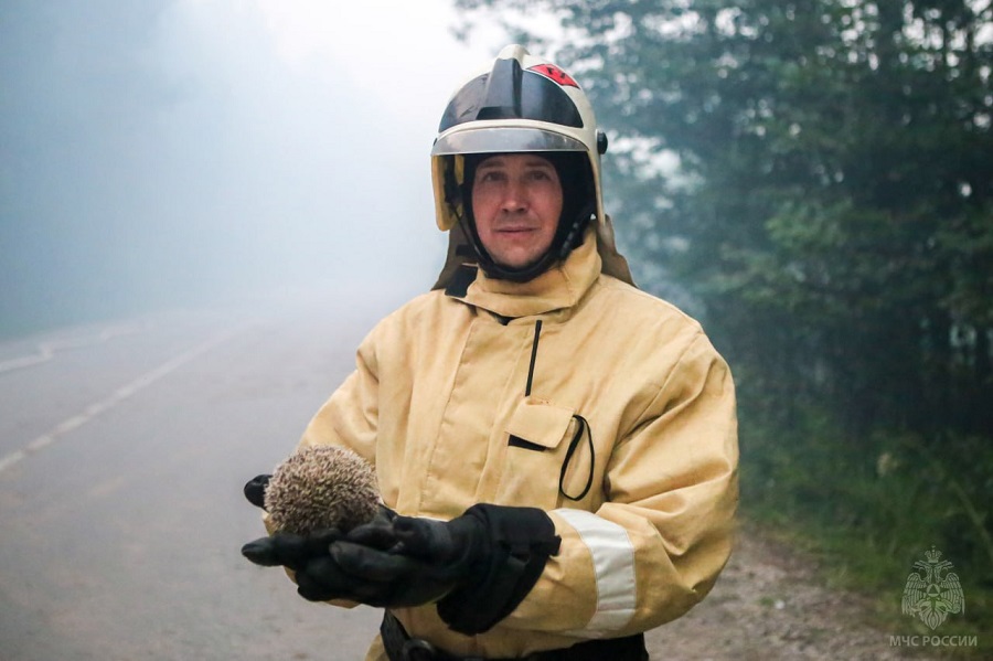 В Прикамье спасли ежика на лесном пожаре