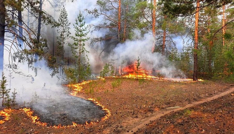 В Прикамье введен особый противопожарный режим в лесах