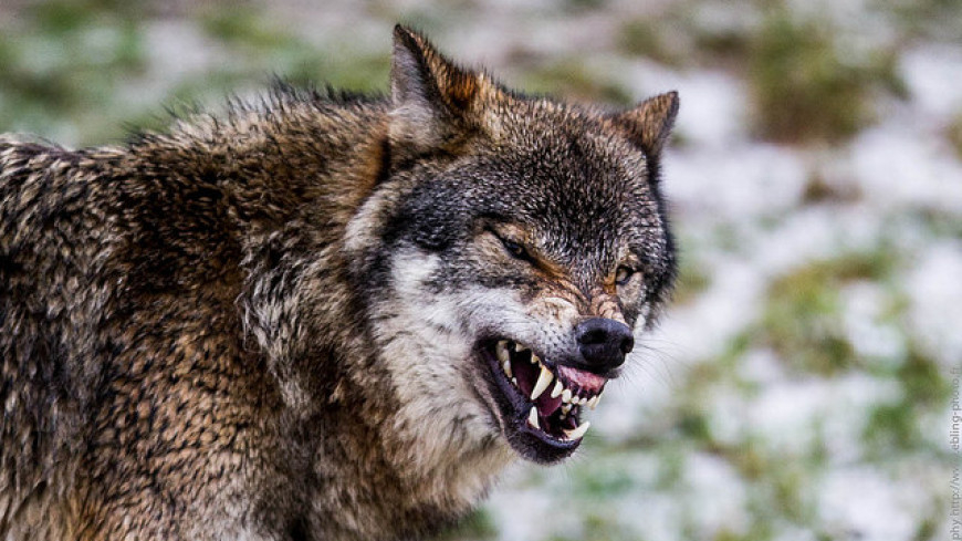 Разрешения на добычу кабана и волка в Прикамье начнут выдавать с 3 июля 