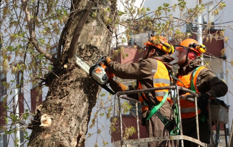 В Перми в этом году проведут обрезку более 4 тысяч деревьев