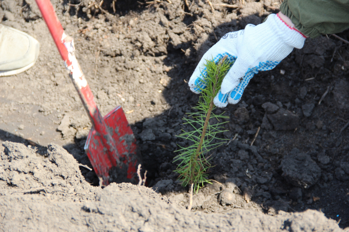 В этом году в Перми высадят более 5,6 тысячи деревьев и кустарников 