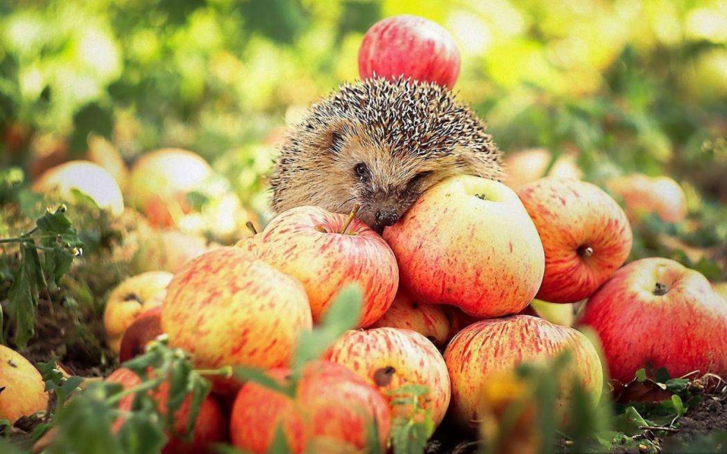 Когда собирать урожай с яблони: четыре степени спелости плодов