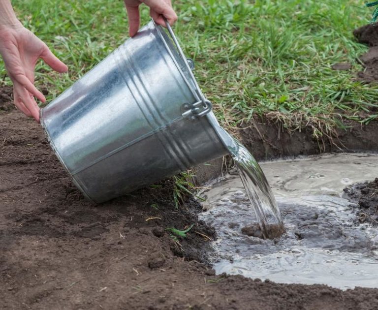 Почему не надо поливать кусты мыльной водой: вредные советы огородникам