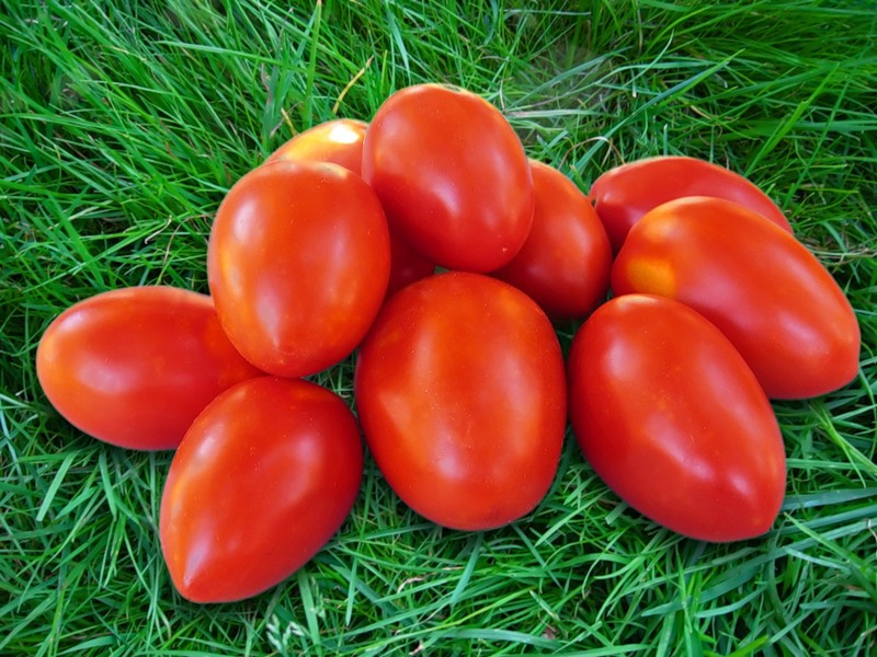 На заметку огороднику: низкорослые томаты – предпочтительный выбор для прикамского дачника