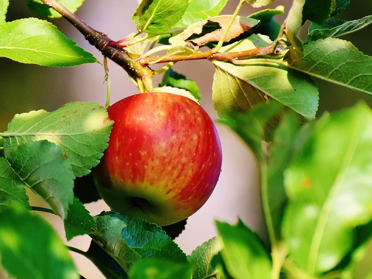Сажайте районированные яблони и смородину