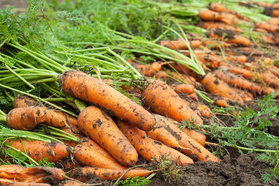 От чего зависят сроки уборки моркови?