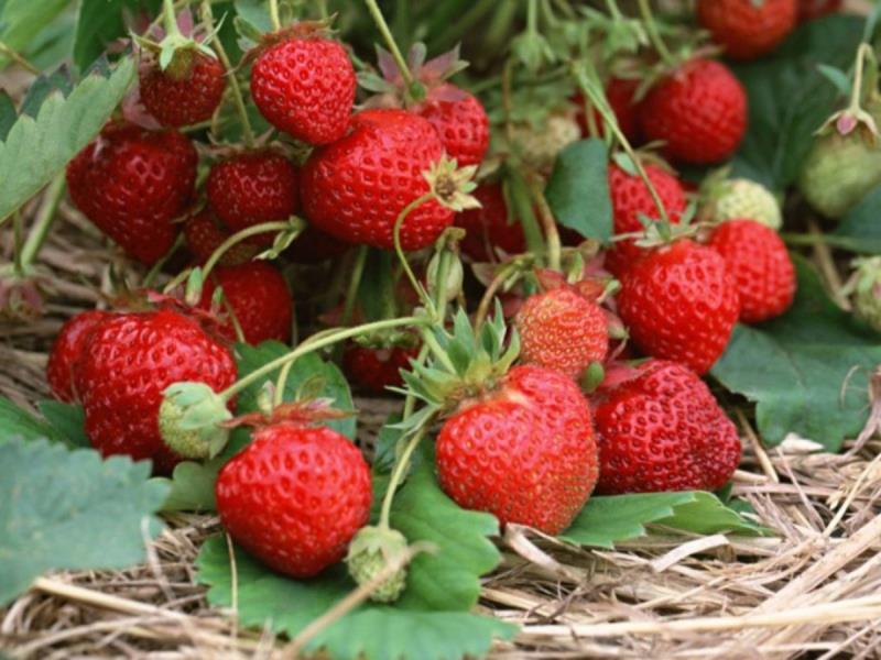 Практические советы: ухаживаем за ягодами в саду