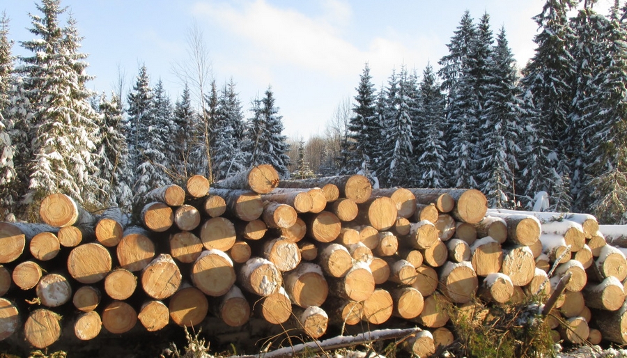 Пермский лесопожарный центр выставил на продажу лес-кругляк на 2,74 млн рублей
