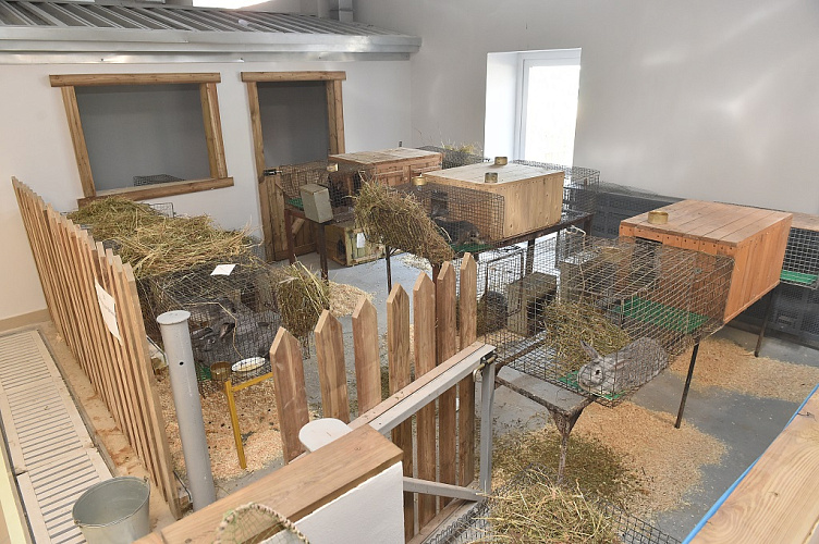 В новый зоопарк Перми перевезли кроликов, грызунов и домашних птиц