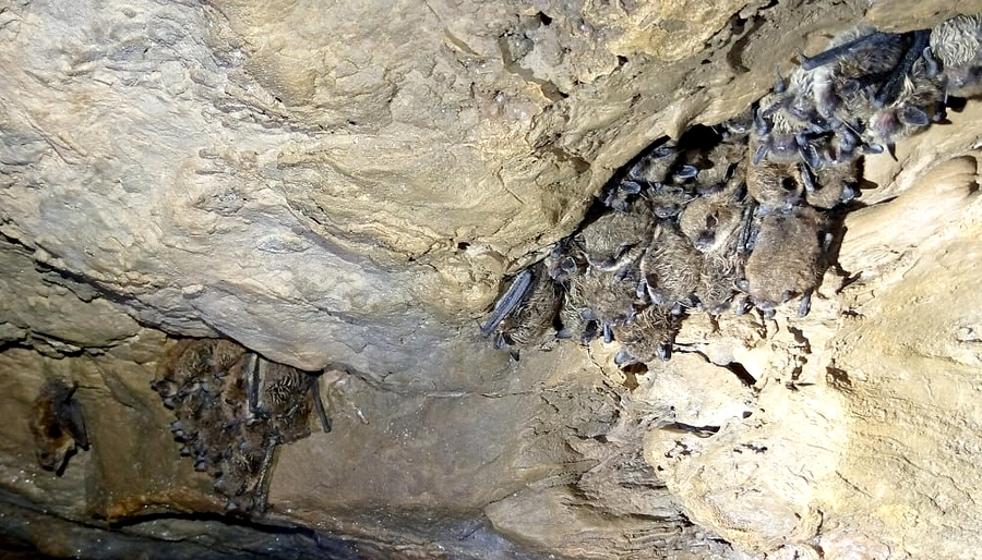 130 тысяч лет назад сталагмиты самой длинной Дивьей пещеры Прикамья активно росли