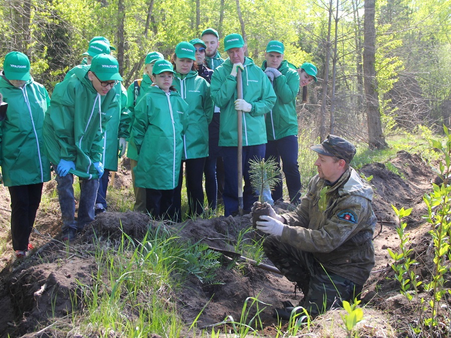 В Черняевском лесу Перми высадили 300 саженцев сибирского кедра