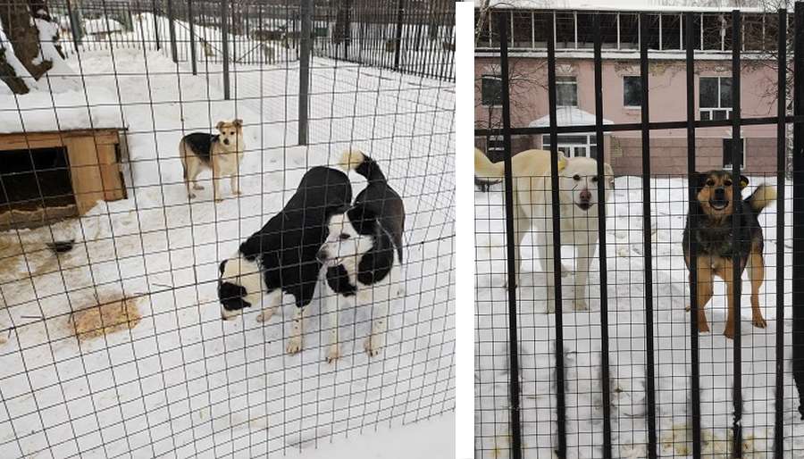 Сотрудники пермского суда взяли шефство над частным приютом для собак