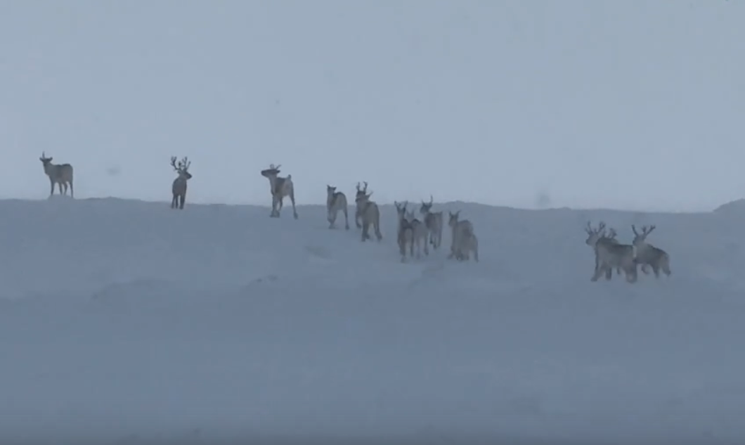В заповеднике Пермского края заметили стадо северных оленей