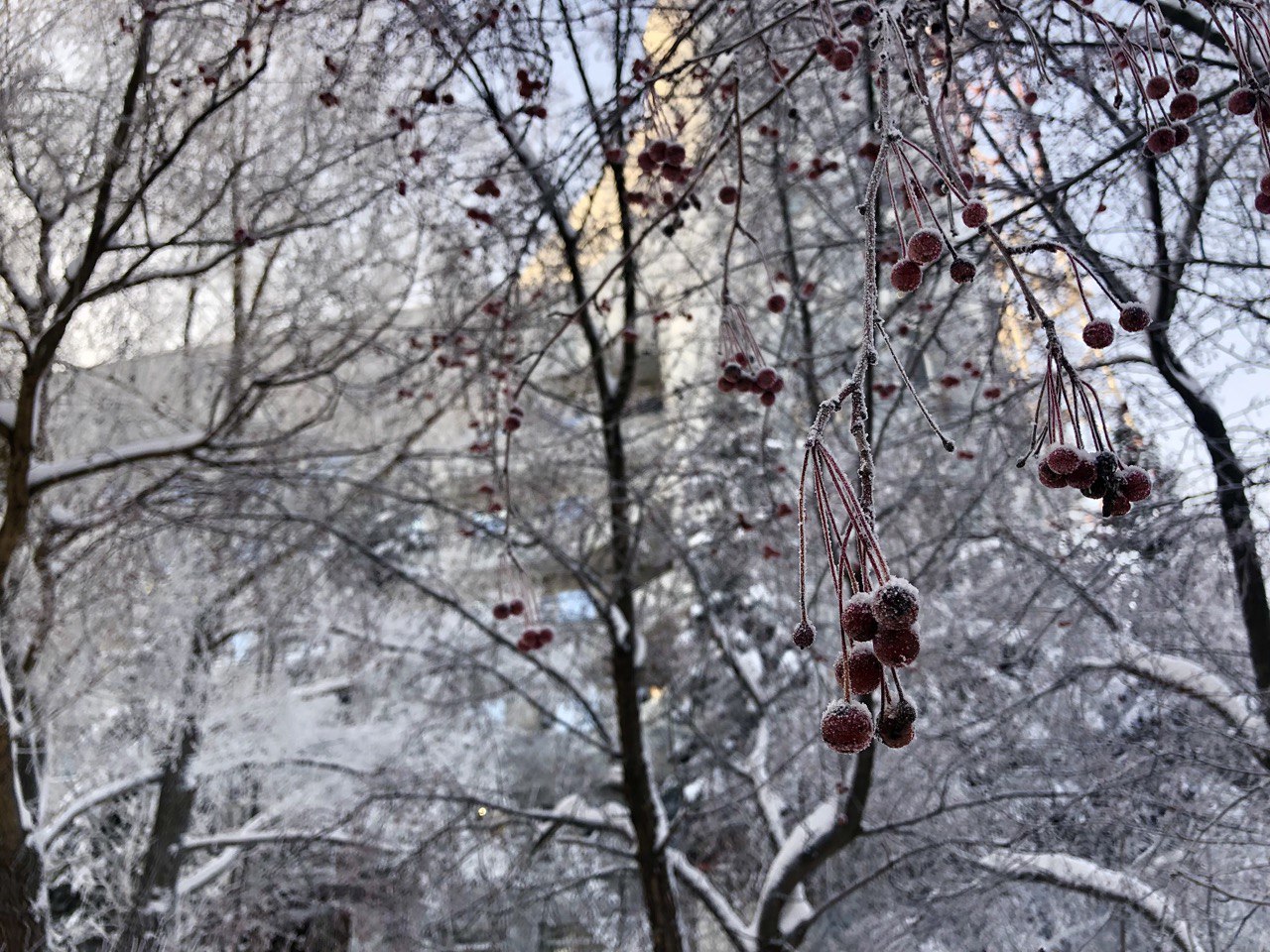 В Прикамье синоптики рассказали, ударят ли 40-градусные морозы в новогоднюю ночь 