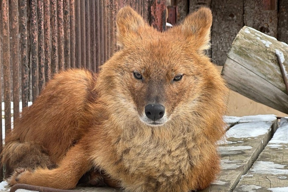 Красным волкам в Пермском зоопарке придумали имена 