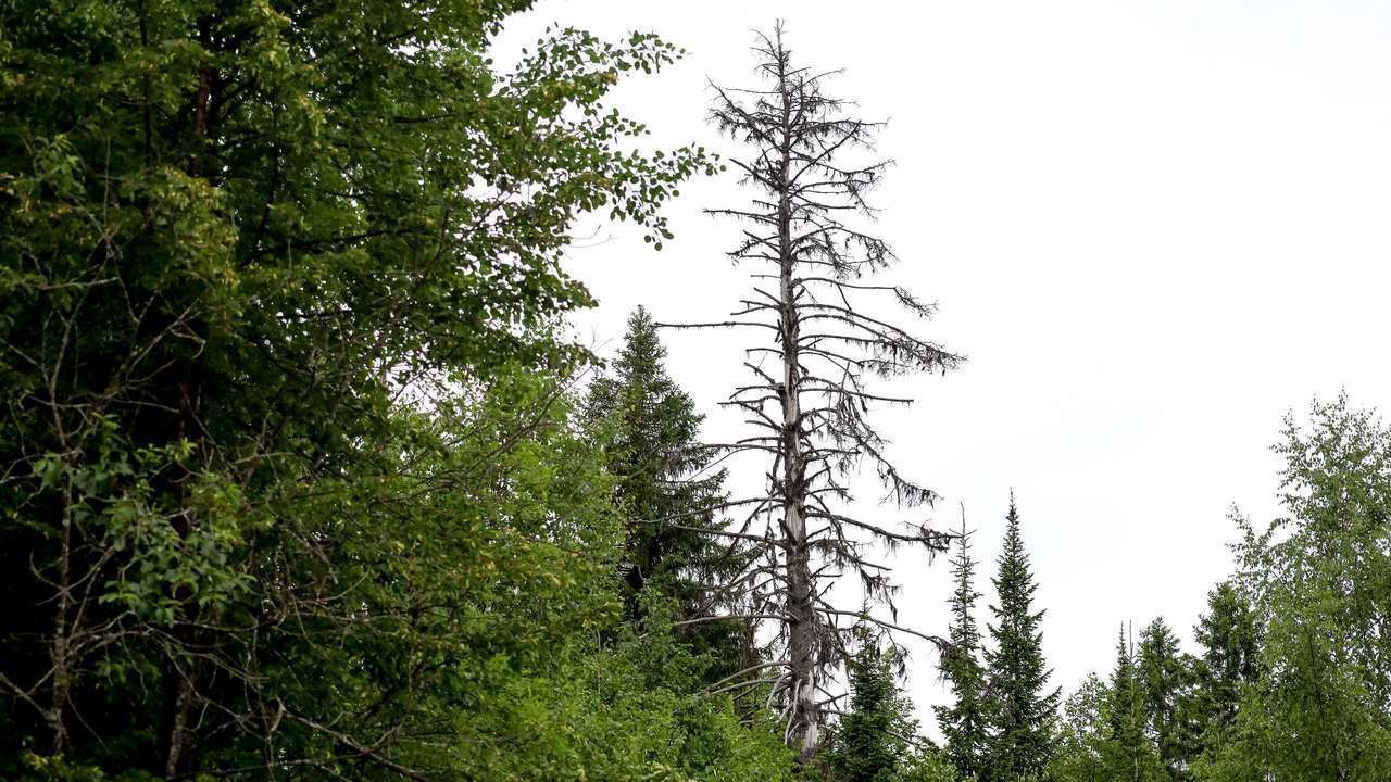 ​В Пермском крае с начала сезона зарегистрировано 26259 обращений по поводу укусов клещей