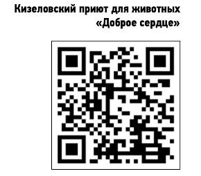 Волонтеры в лицах: Лера Сатликова из Кизела помогает безнадзорным животным
