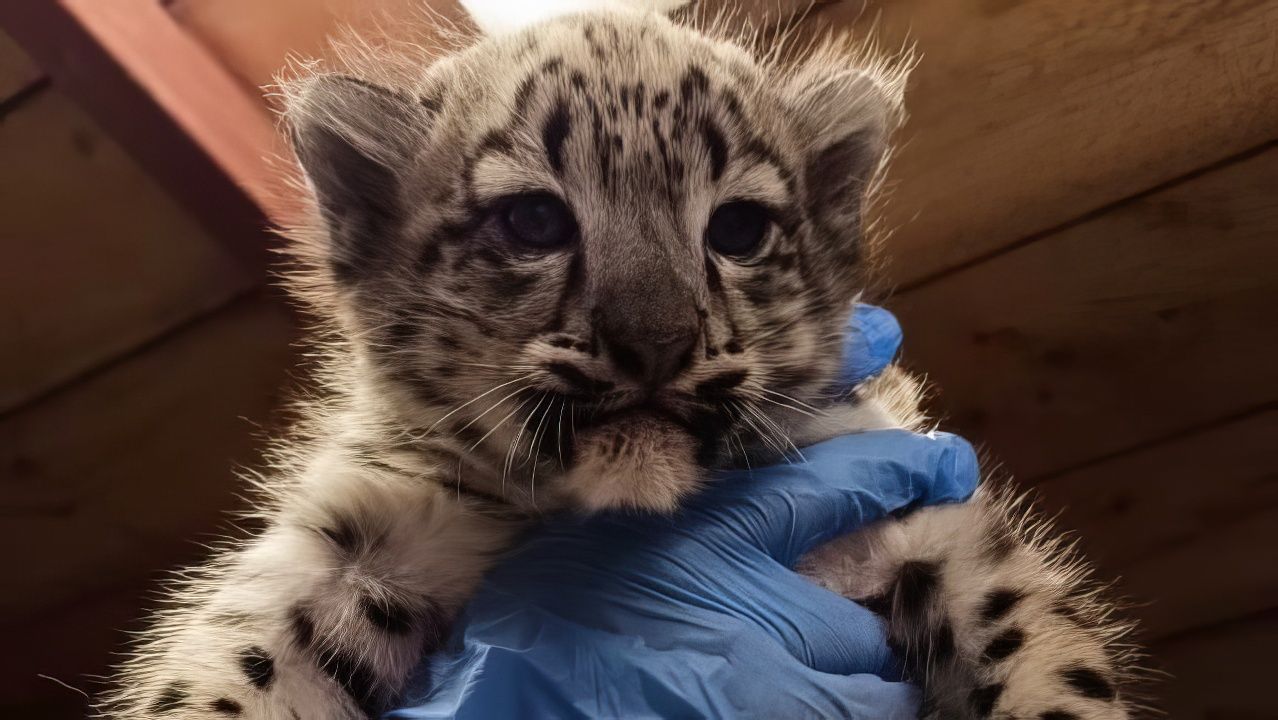 В Пермском зоопарке родились котята снежного барса 