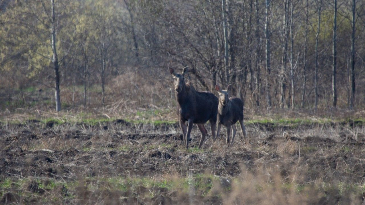 Домовые воробьи исчезают, бакланы и бобры осваивают город: реальная фауна Перми