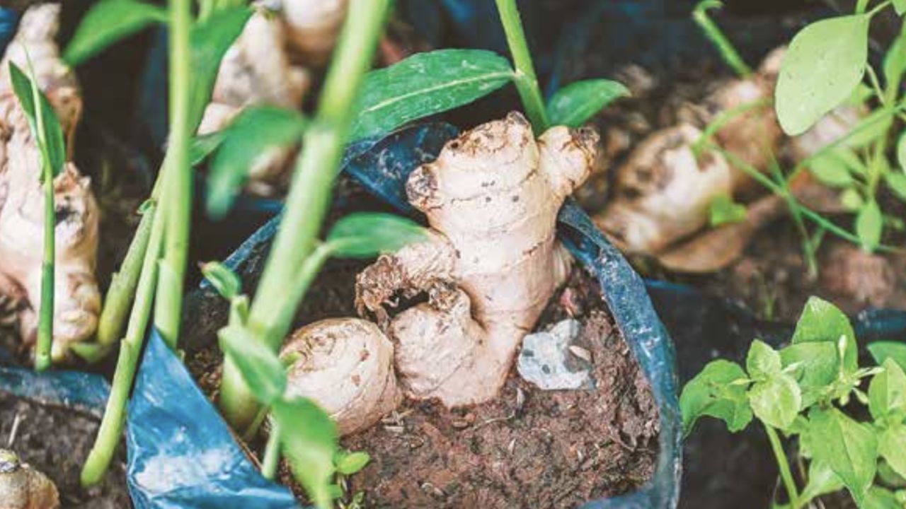 ​Это вы можете: как вырастить популярную специю дома