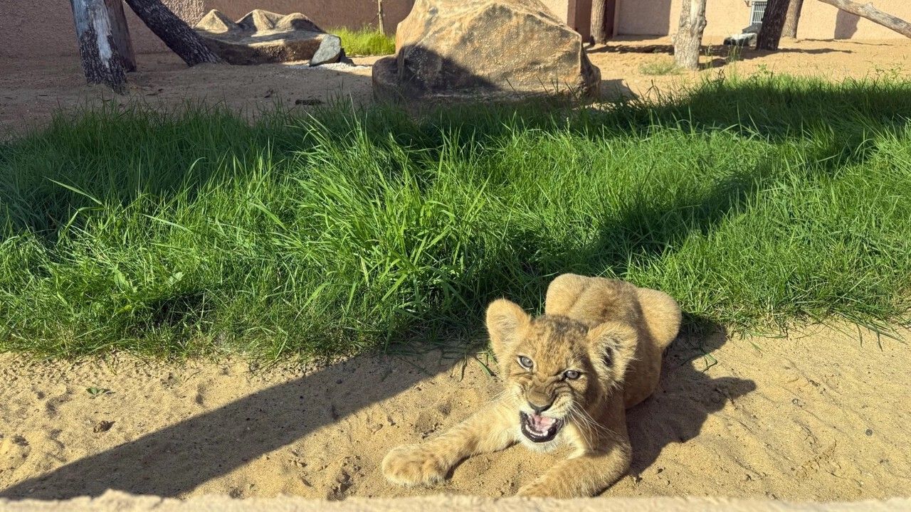 Пермский зоопарк принял львят из Москвы для реабилитации