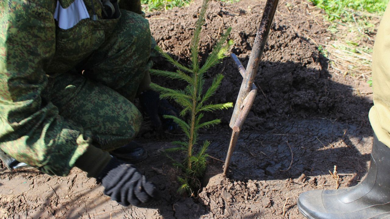 В Прикамье в рамках акции «Сад памяти» высадили более 164 тысяч деревьев