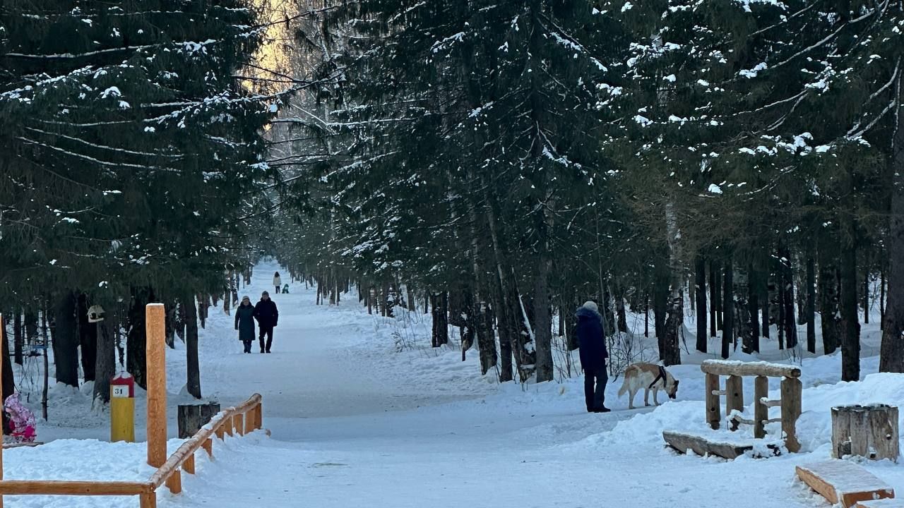 ​В Перми строят новую площадку для выгула и дрессировки собак