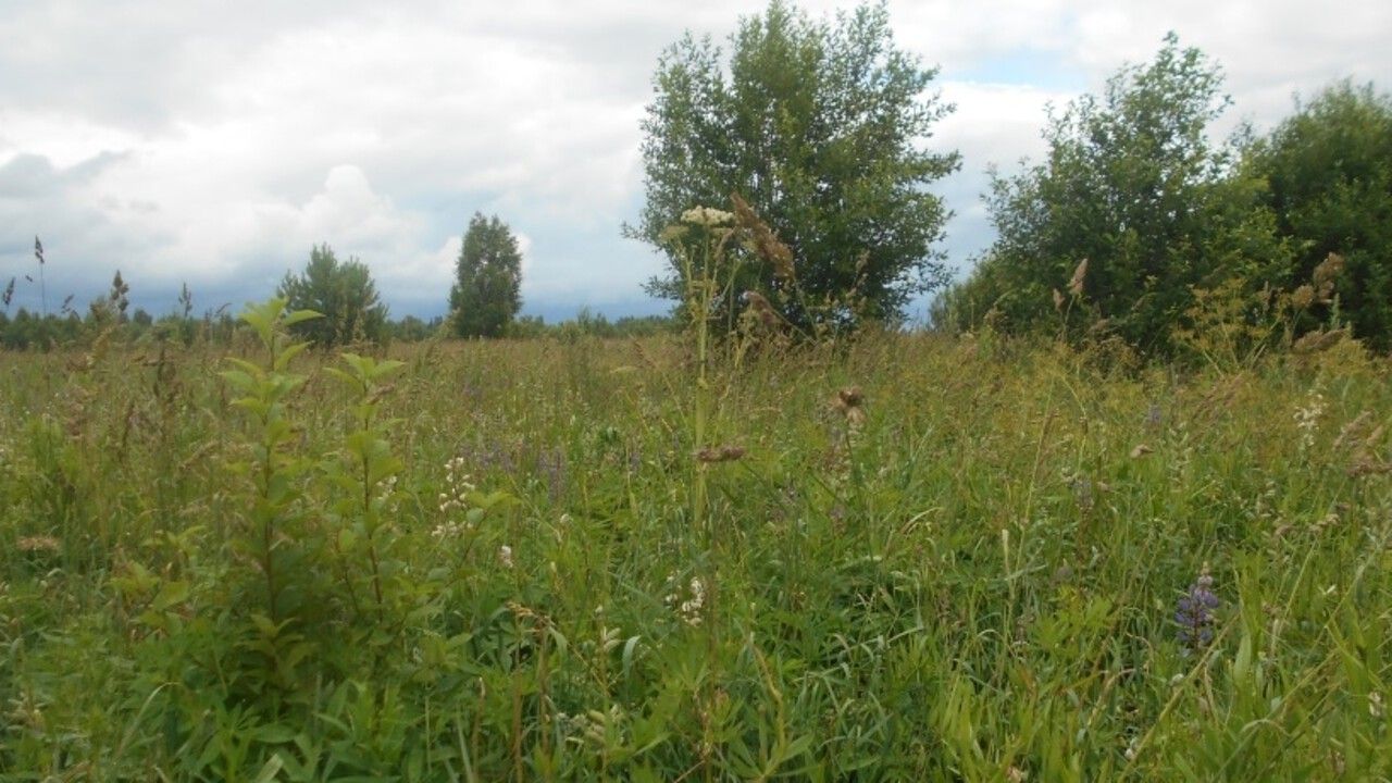 У жительницы Прикамья изъяли заброшенный сельхозучасток за нарушения