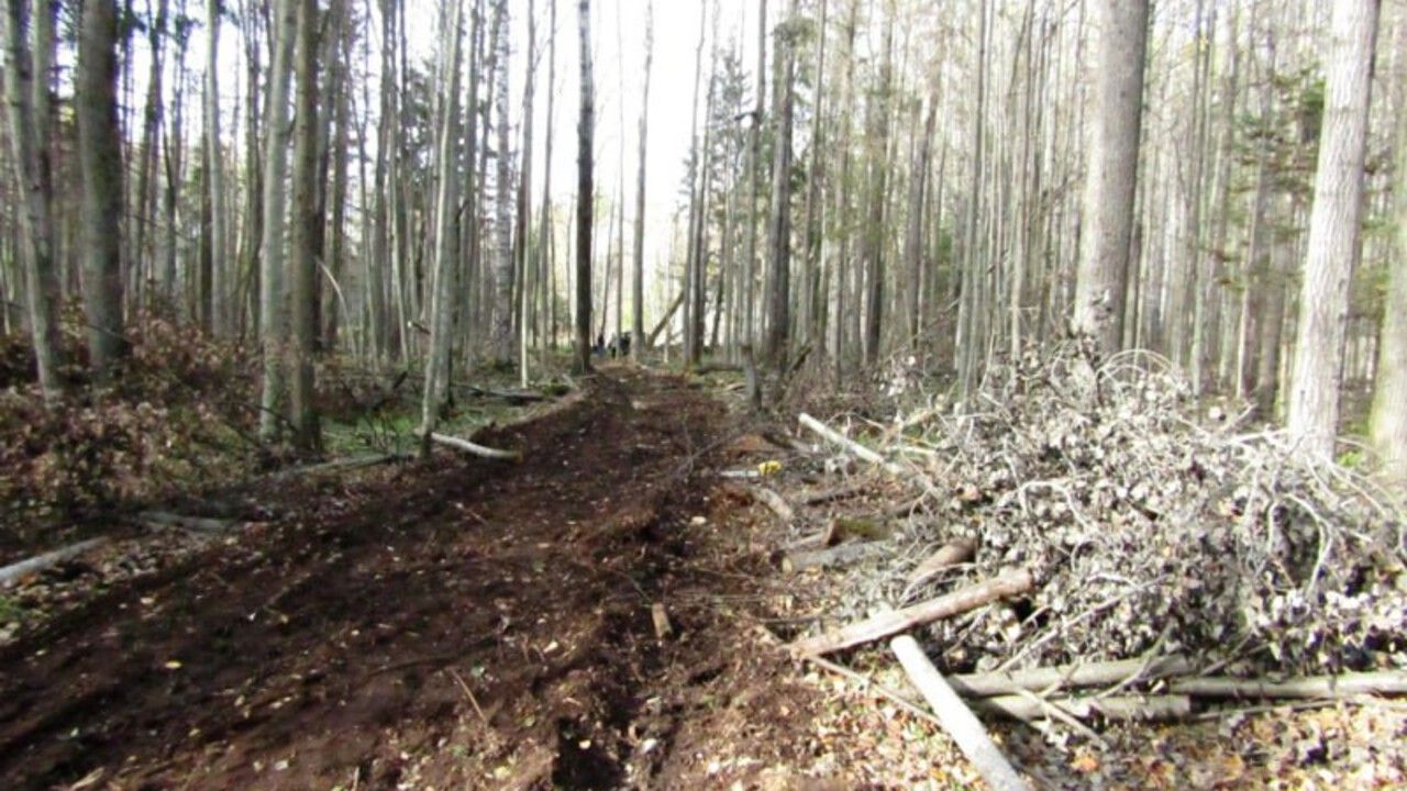 ​В Чайковском возбуждено уголовное дело о незаконной рубке леса