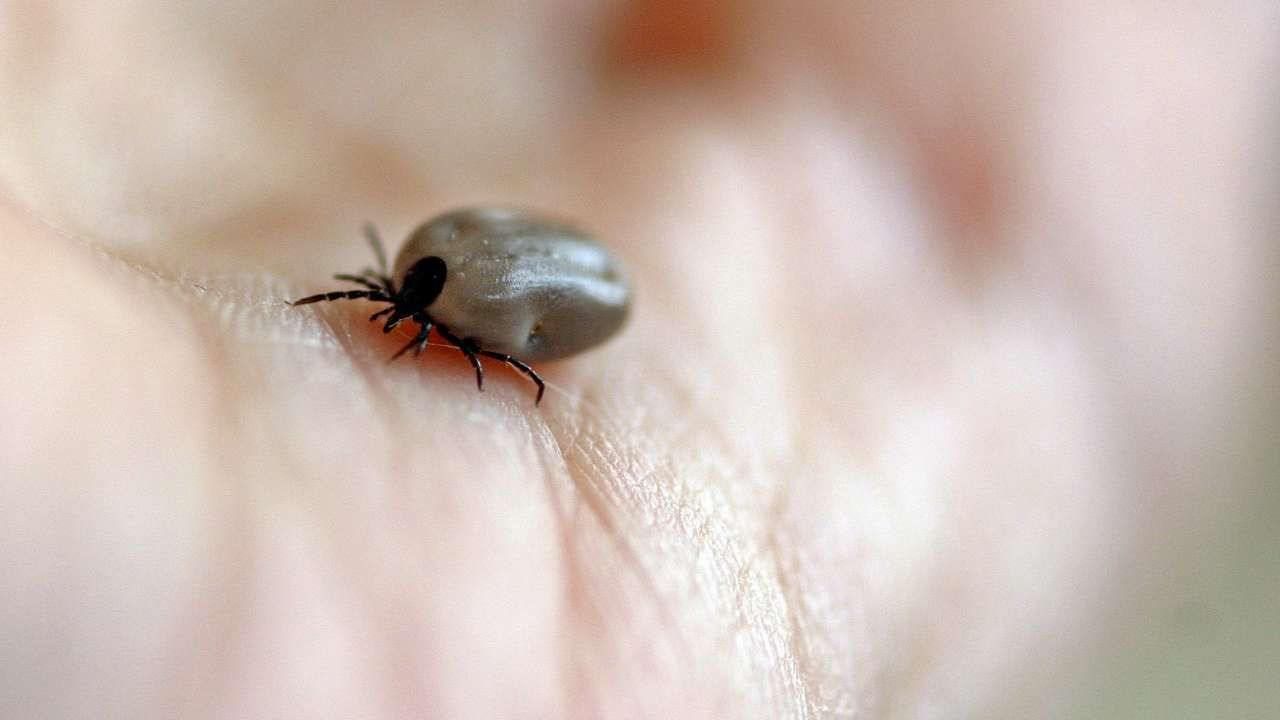Нападение в постели. Клещи могут покусать даже тех, кто не ходит в лес