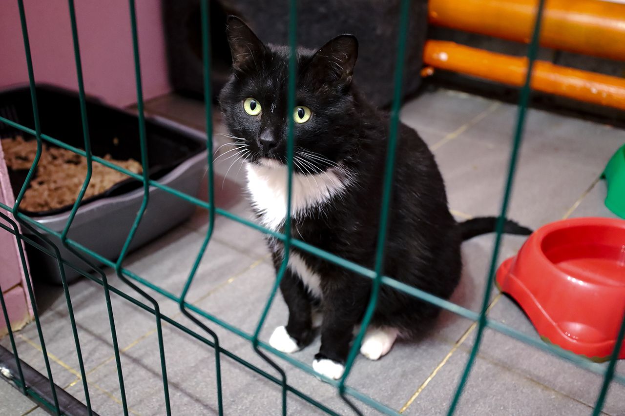 Фото: Елена Майорова. Главное для кошки – личное пространство