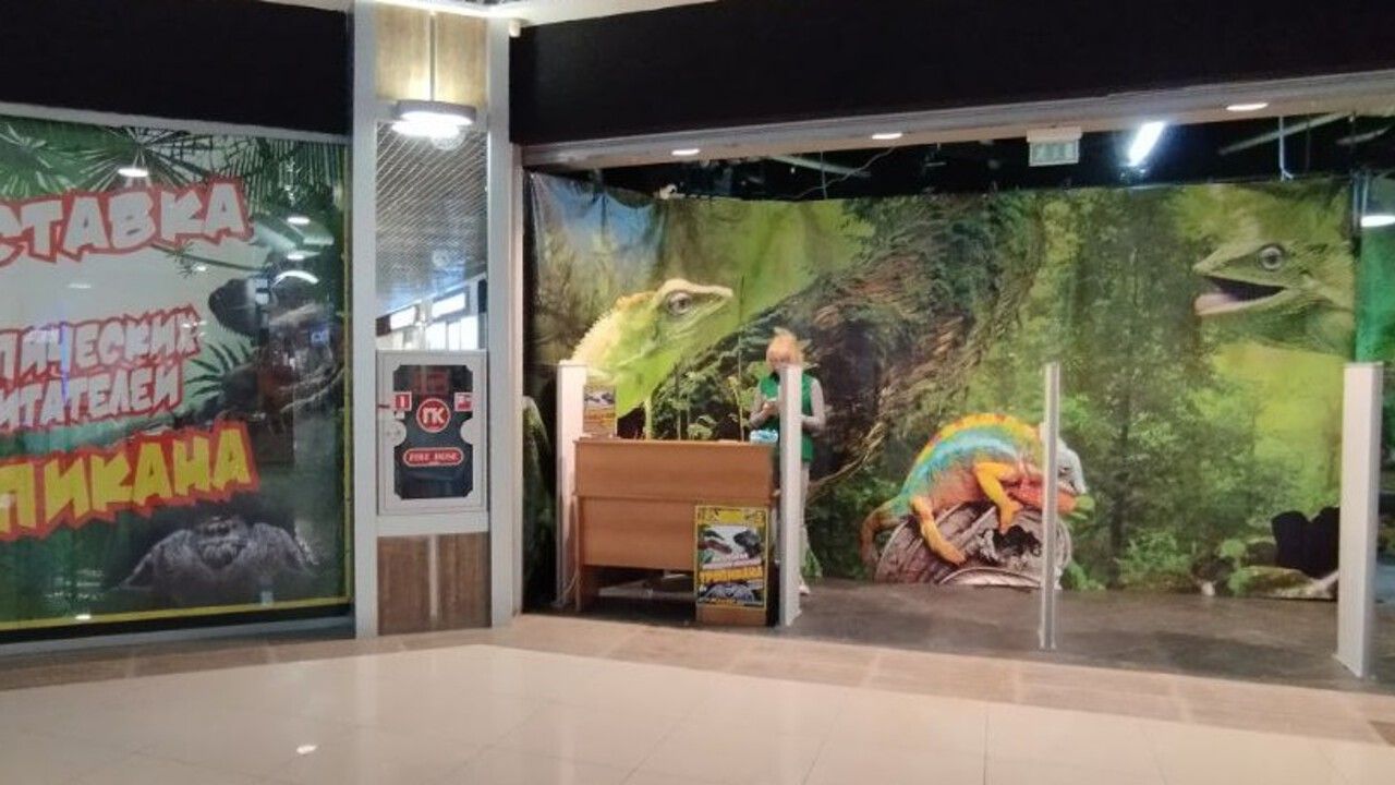 ​Пермского предпринимателя оштрафовали за показ пауков без лицензии и ветеринарных документов