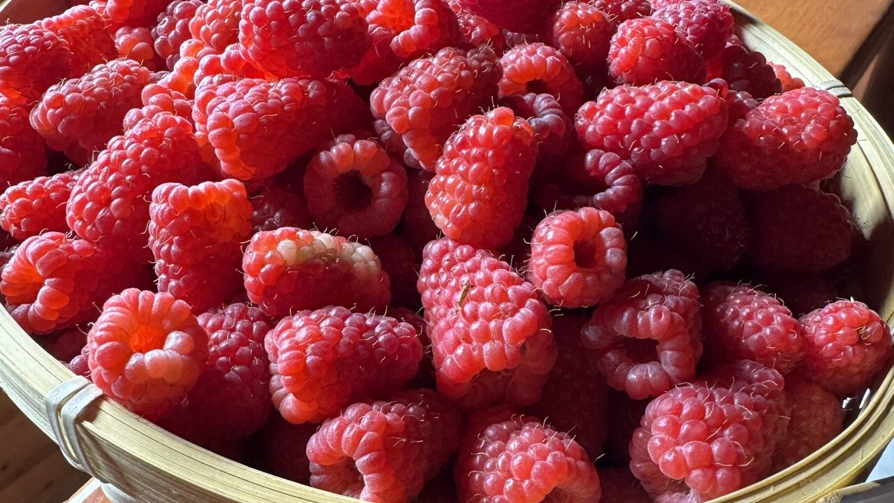 ​От теплицы до баночки: как фермеры Прикамья делают ягоды круглогодичным товаром