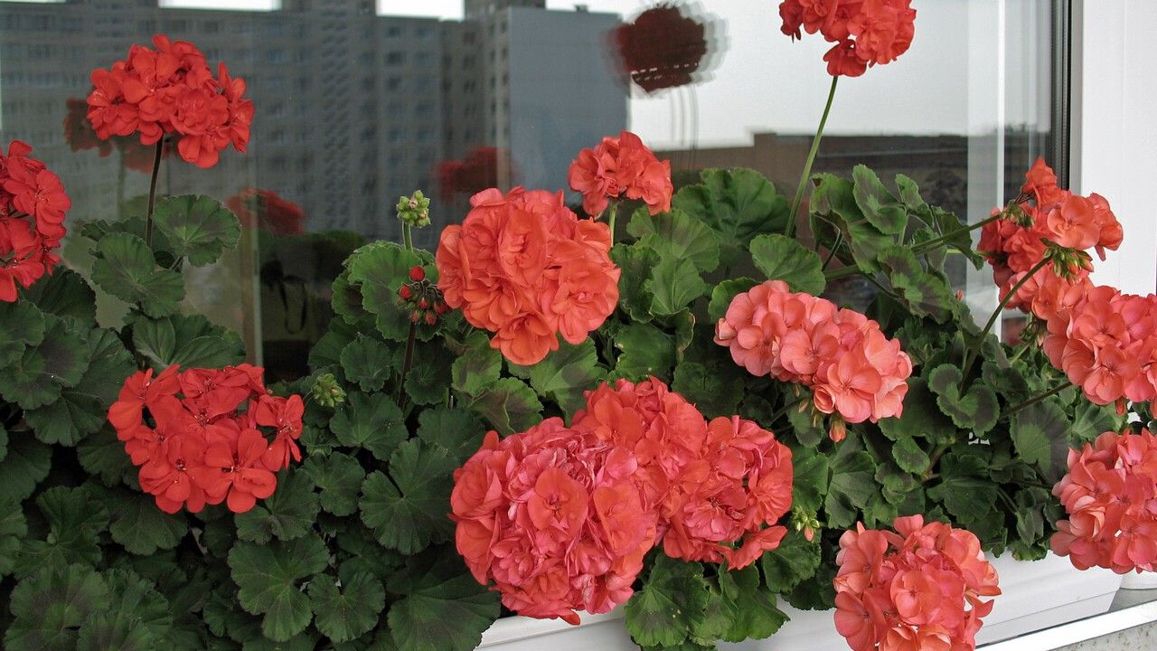 Как пеларгония из символа мещанства стала народным цветком