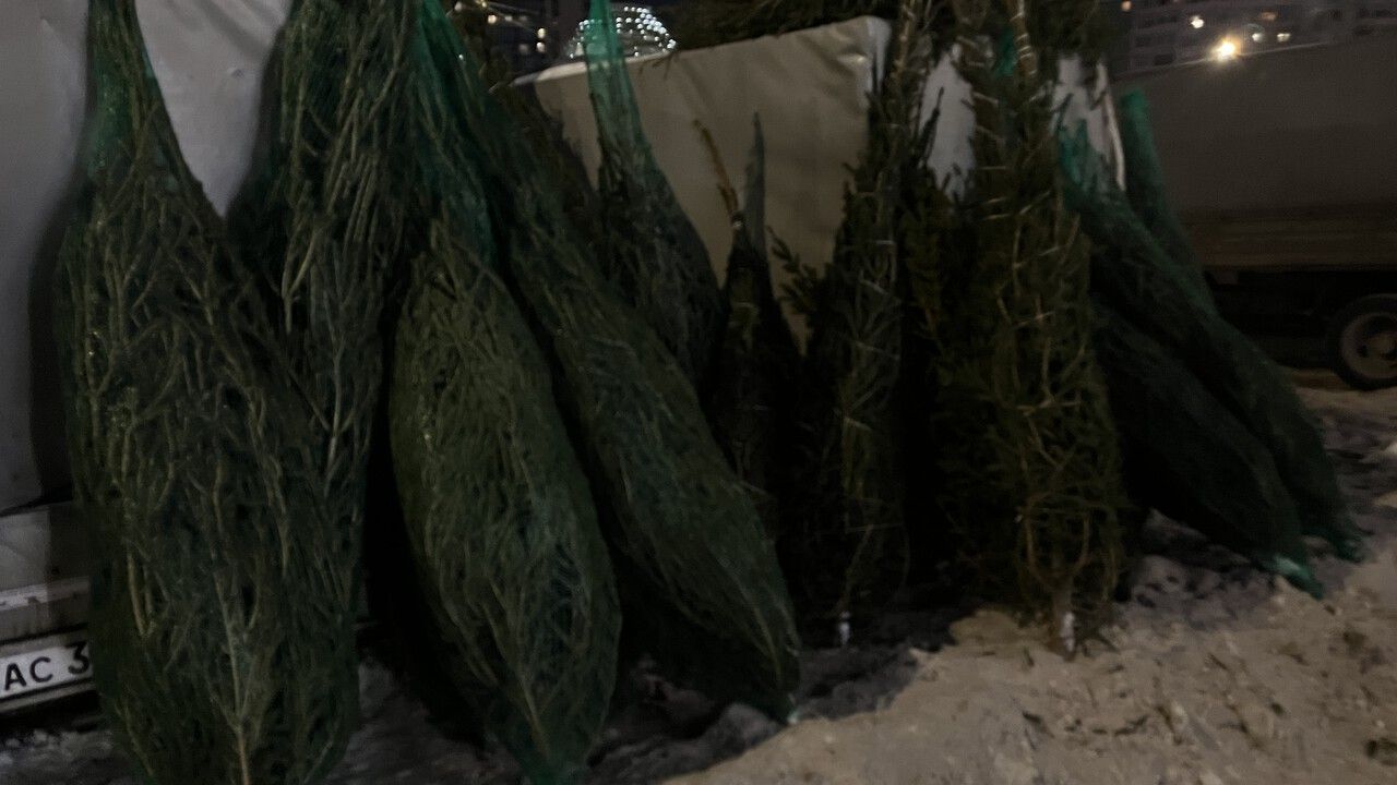 ​Пермский край почти втрое увеличил экспорт веток хвойных пород в Беларусь и Казахстан