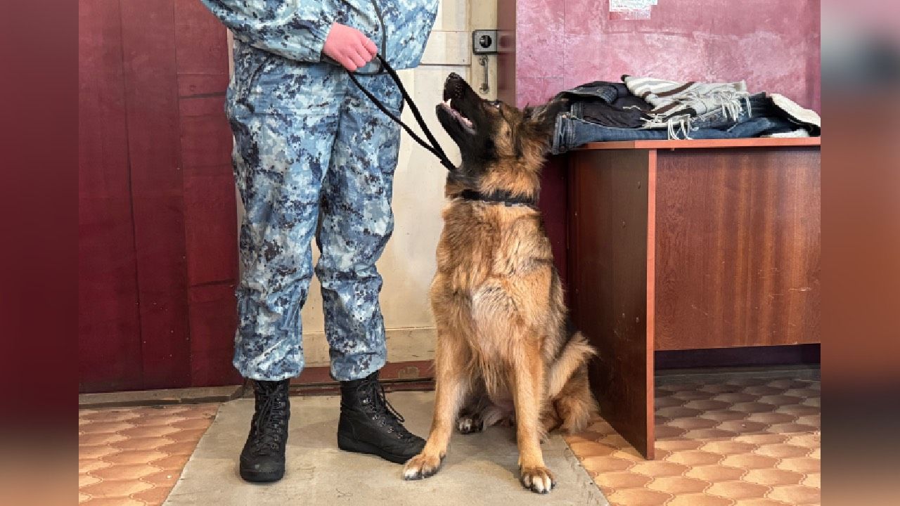 Колонию в Кунгуре обязали выплатить кинологам более 320 тысяч рублей за неоплаченную сверхурочную работу
