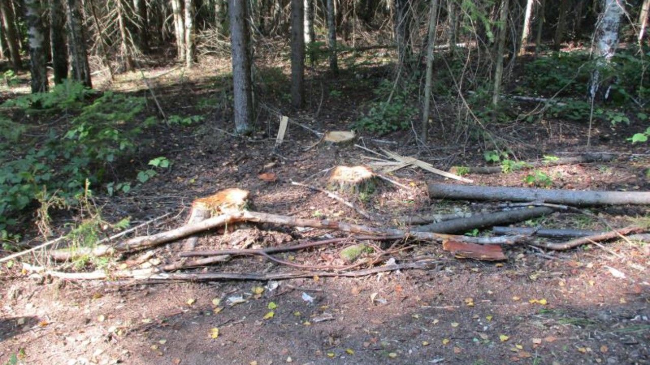 Житель Бардымского округа незаконно вырубил почти 60 деревьев