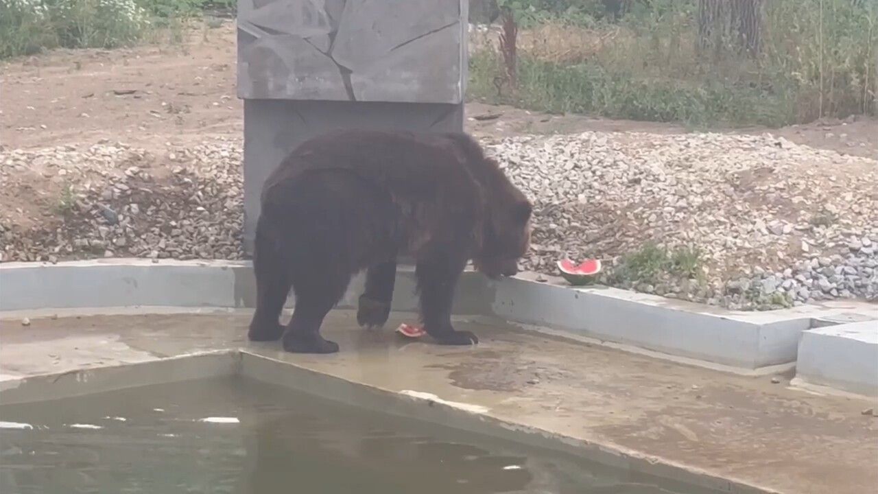 ​О состоянии медведя Тоши рассказали в Пермском зоопарке