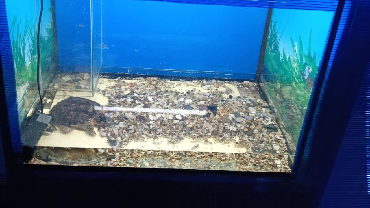 ​В Перми предпринимателя оштрафовали за показ животных без лицензии