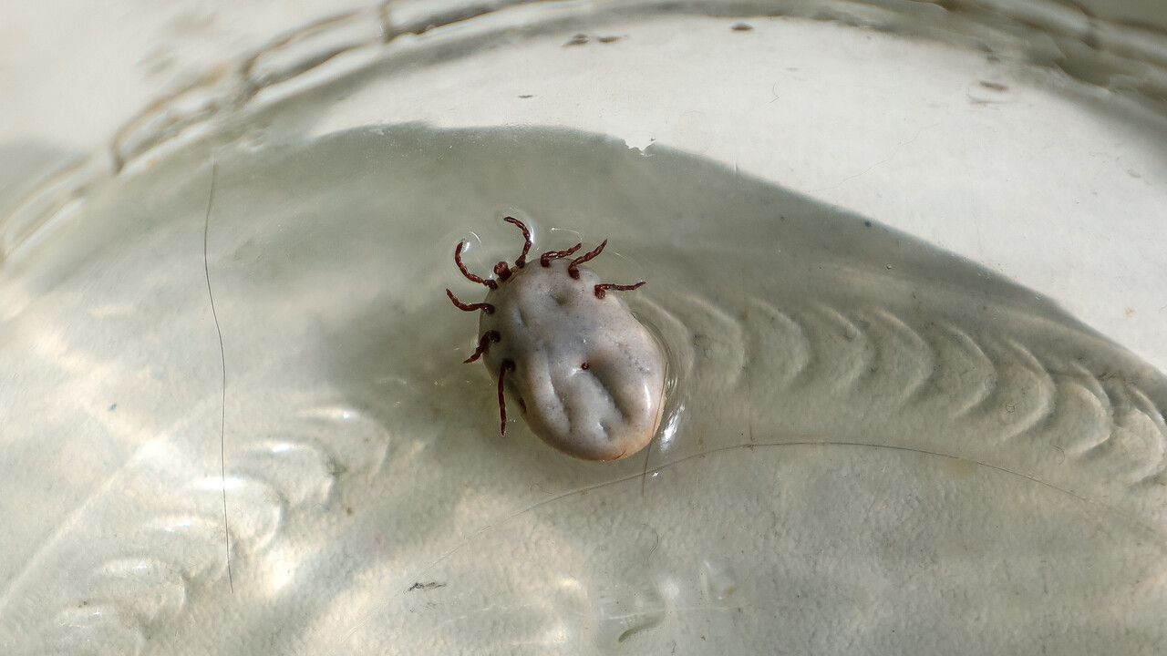 Сезон клещей стартовал: ветеринары в Перми сняли с собаки кровососа