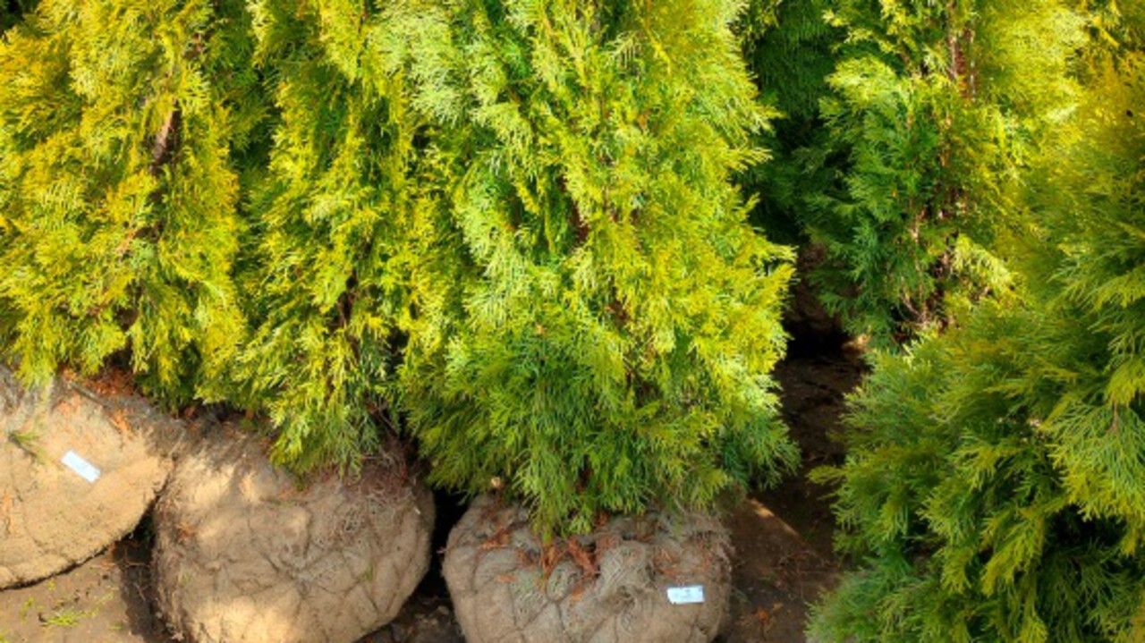 ​В 1,6 раза увеличился ввоз саженцев декоративных культур из Республики Беларусь в Прикамье