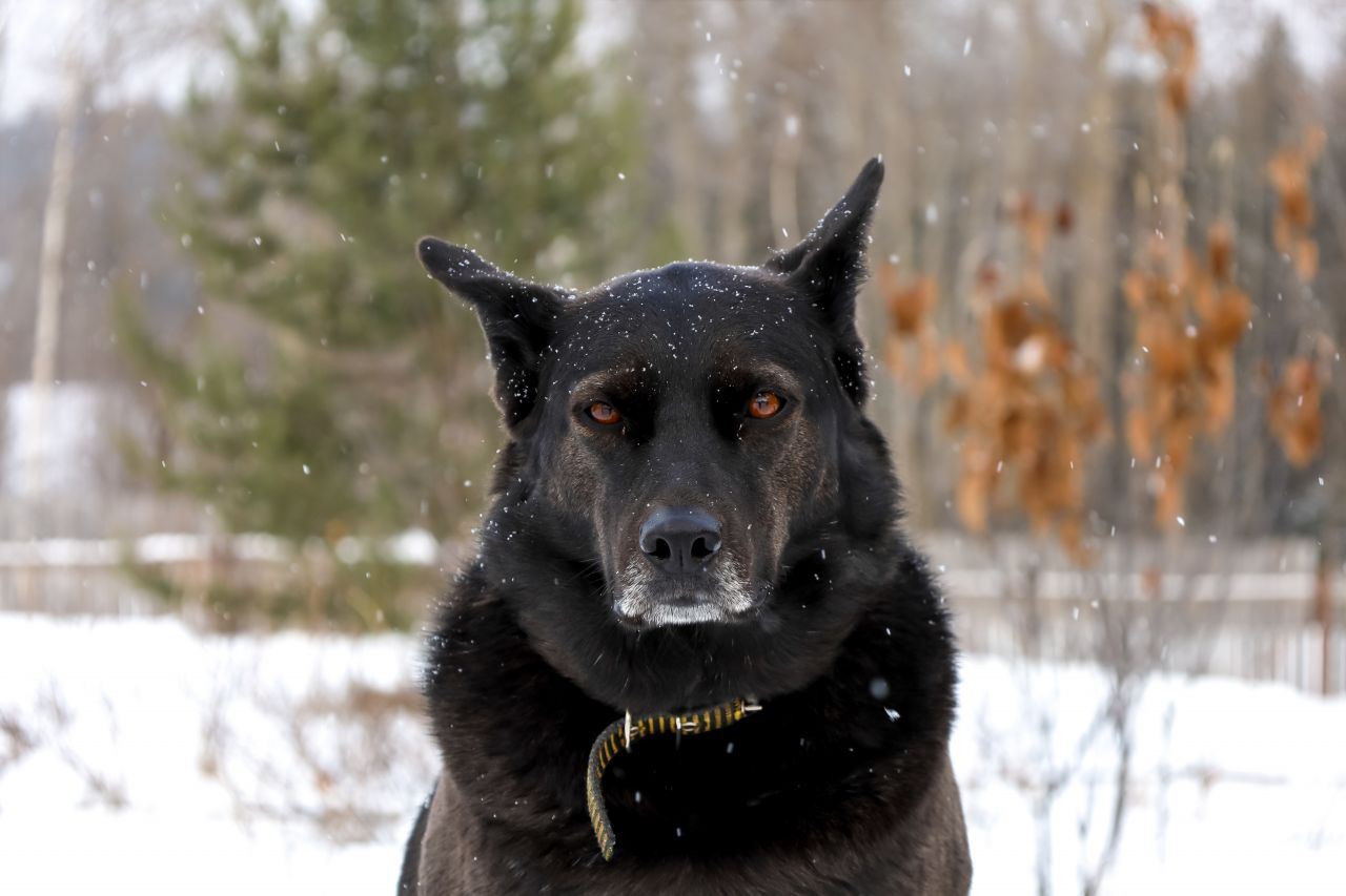 Собакам, как и людям, бывает скучно. Фото: Елена Майорова