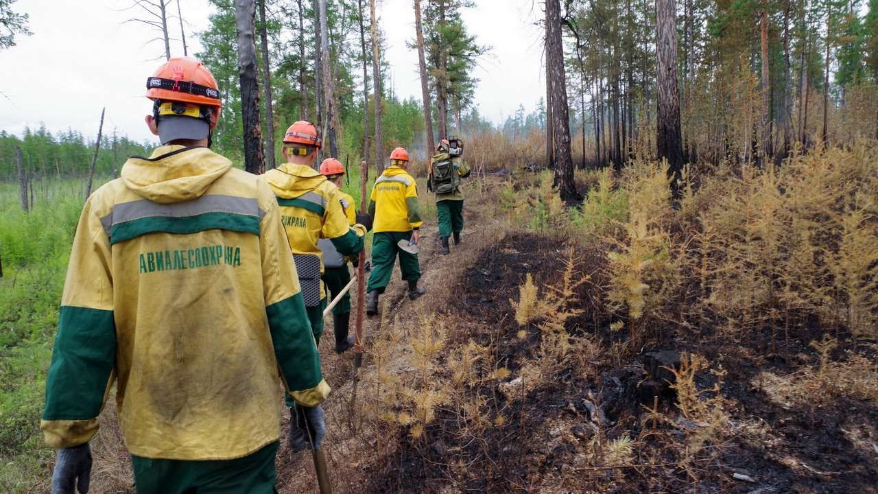 Леса Прикамья стали меньше гореть и быстрее восстанавливаться