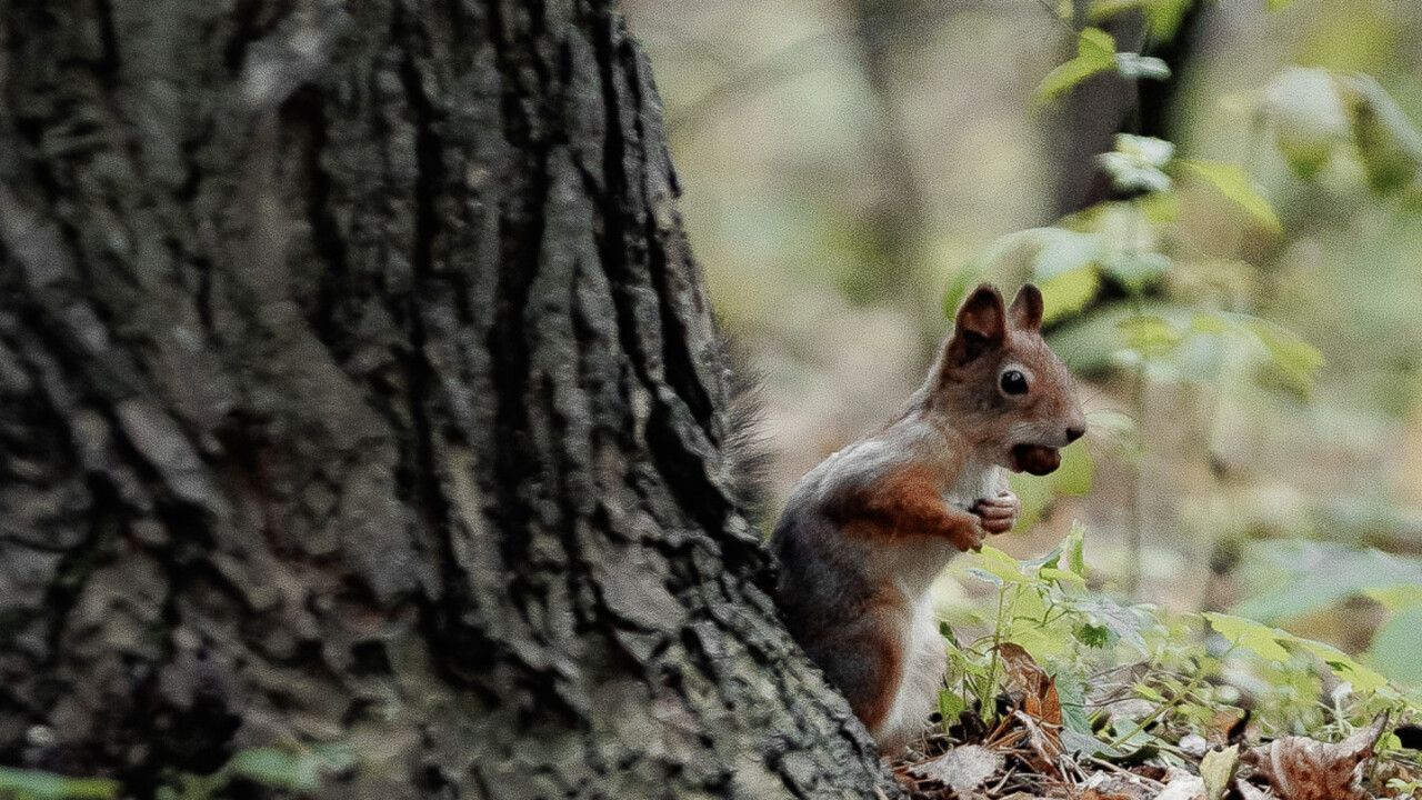 ​В Пермском крае планируют создать три новых ООПТ