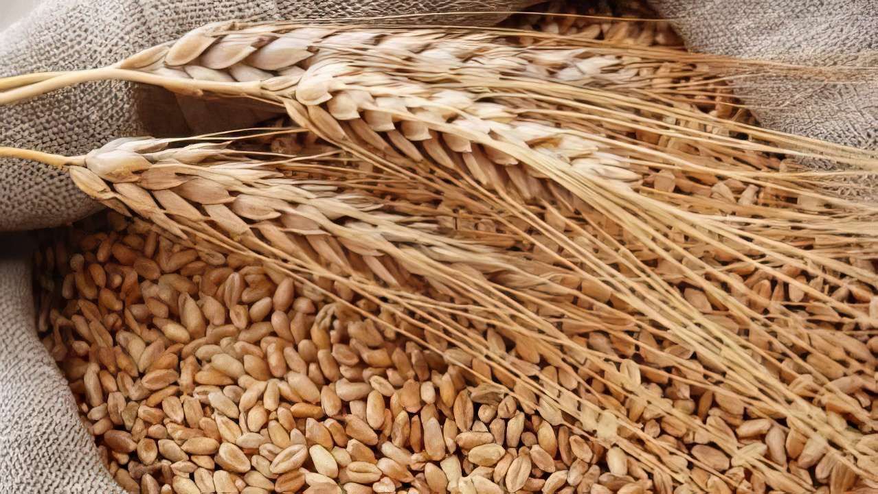 В Прикамье выявлено более 12 тысяч тонн недостоверно задекларированного зерна