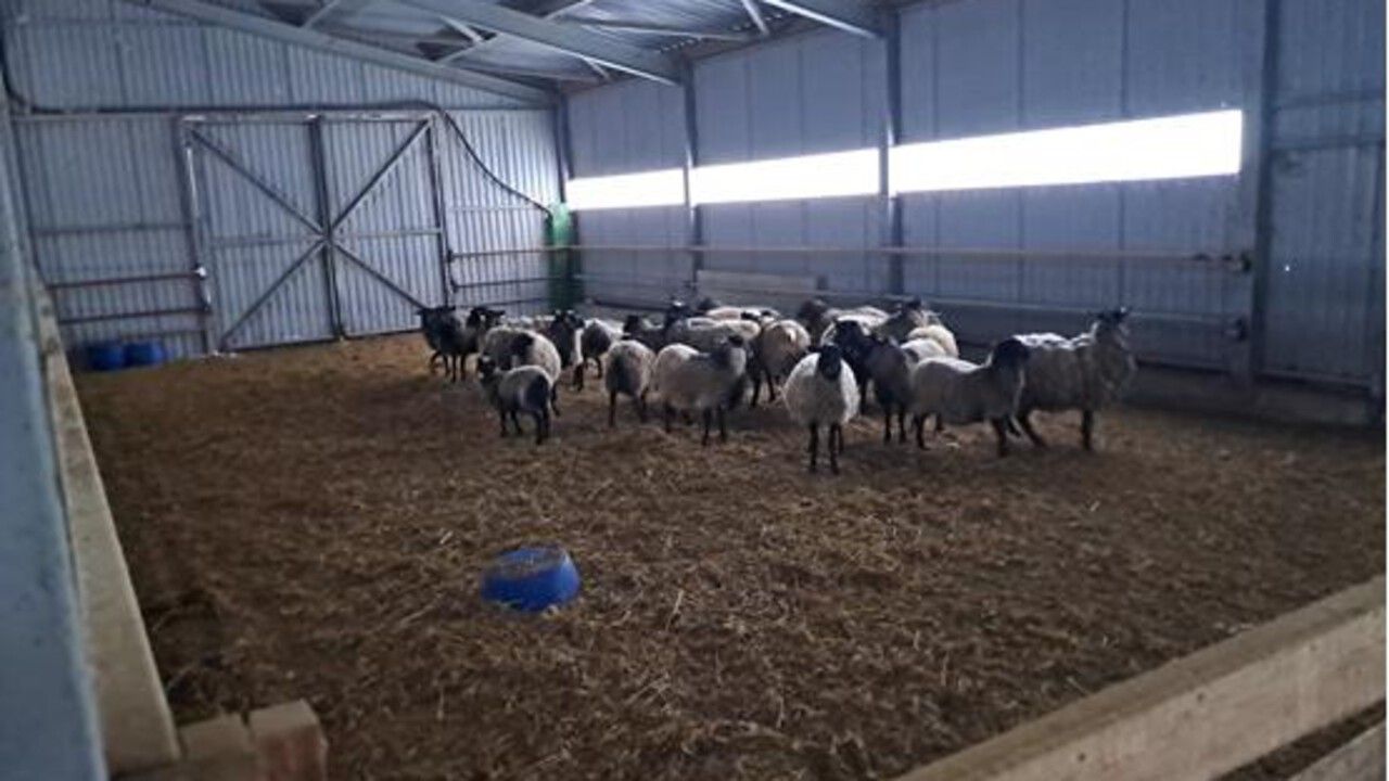 ​В Прикамье предпринимателя оштрафовали за незаконный убой овец